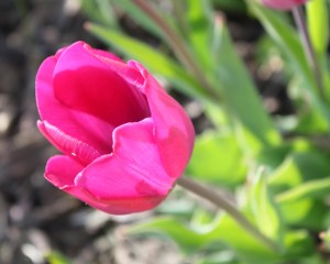 tulip 2