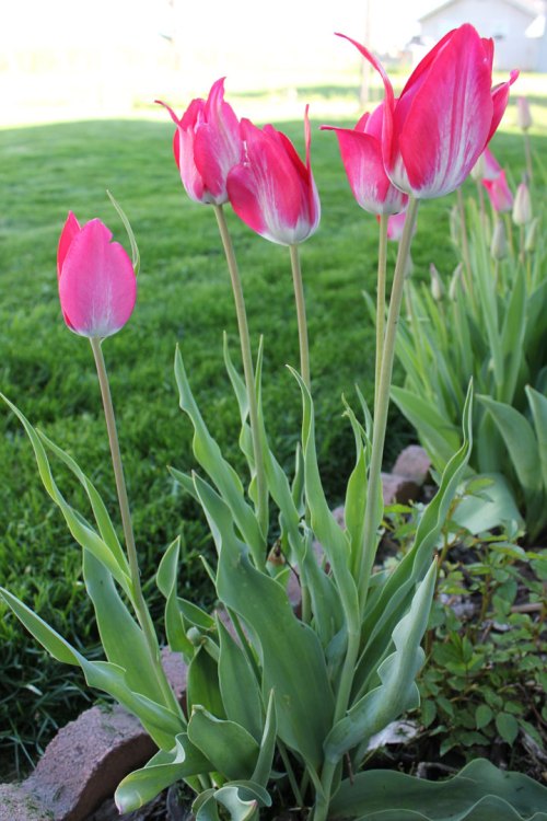 tulips-1