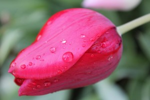 tulip with rain 3