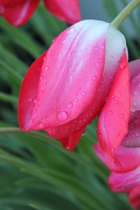 tulip with rain 4
