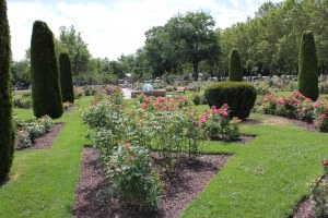 rose garden overall view
