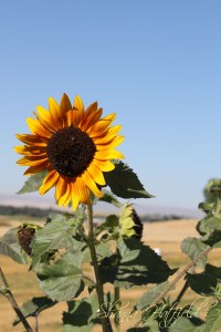 sunflower with sky and wheat background