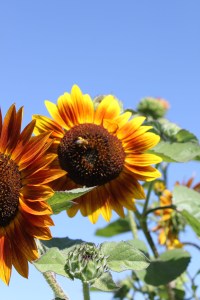 sunflowers against blue sky