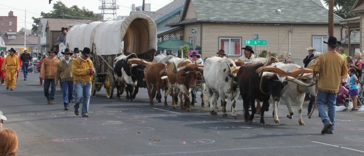 parade oxen