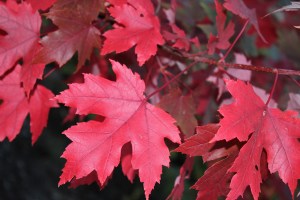 Announcing fall has arrived!