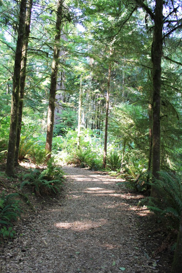 trees and path with sunlight