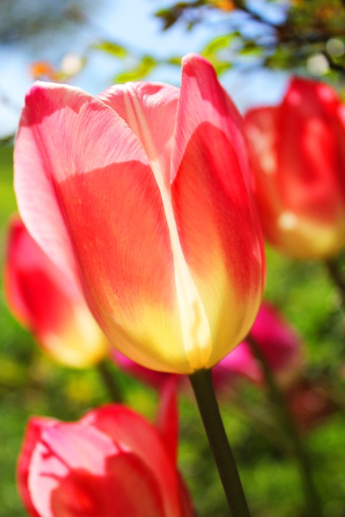 tulips 3