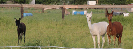 alpacas2
