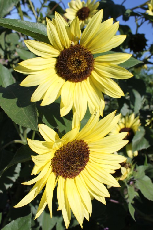 pale yellow sunflowers