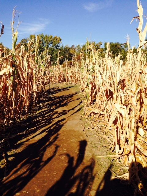 corn maze