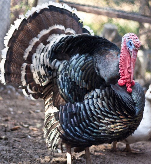 Large male turkey in nature