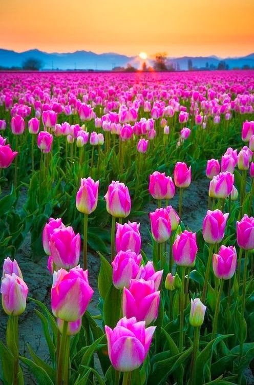 tulips WA