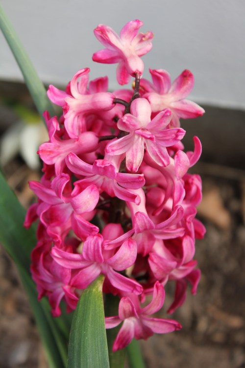 Flower - hyacinth dark pink