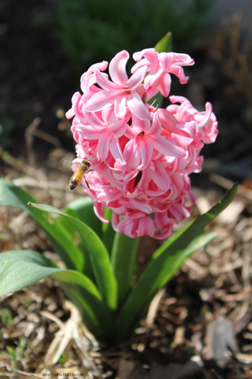 flower hyacinth pink with bee