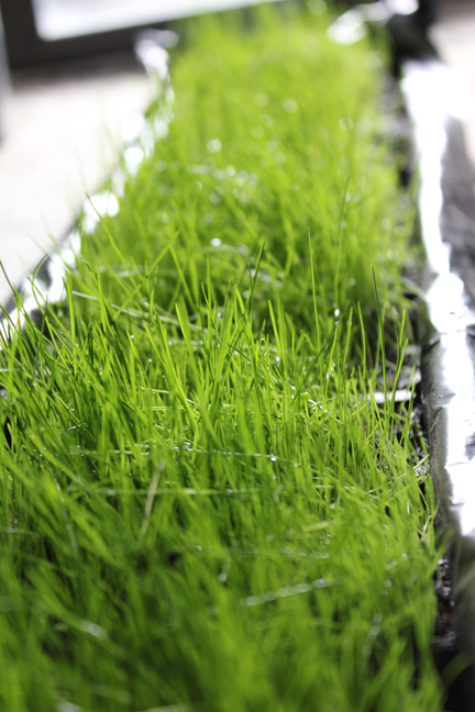 Once it started to grow, it really took off.