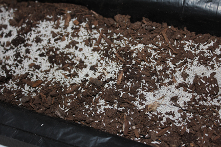 And liberally sprinkled over the potting soil. Cover with a thin layer of soil then water thoroughly.