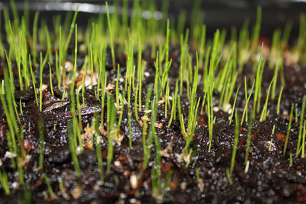It took almost two weeks for little shoots of green to begin appearing. The keys to making the grass grow are water, warmth and light. Keep the soil moist , and if you don't have a warm place to sit the grass in natural light, you can use an electric light or  heat lamp.