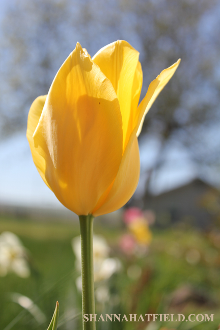 tulip yellow