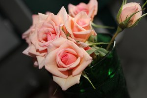 Mini roses in vase