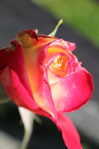 Rose Double Delight bud