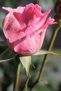 Roses Pale Pink Bud 2